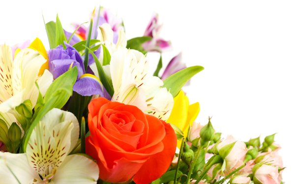 Красивые цветы