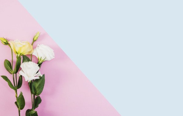 Цветы на однотонном фоне