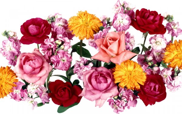Картинки цветы на прозрачном фоне