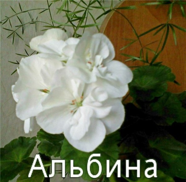 С днём рождения кума