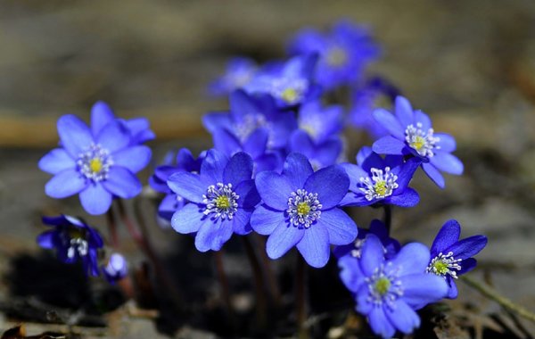 Печеночница цветок