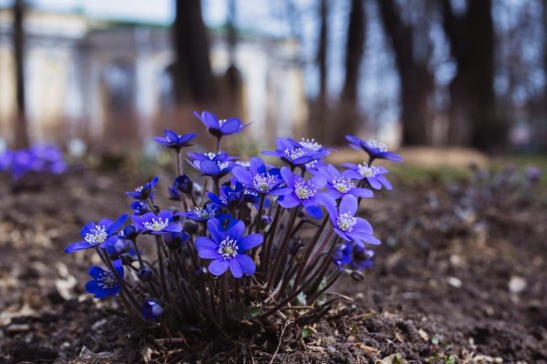 Печеночница трехлопастная
