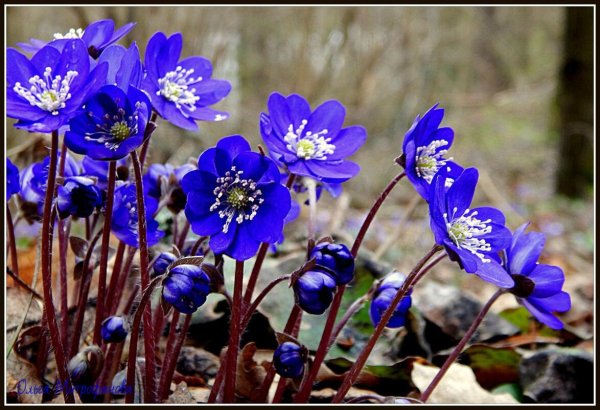 Печеночница азиатская