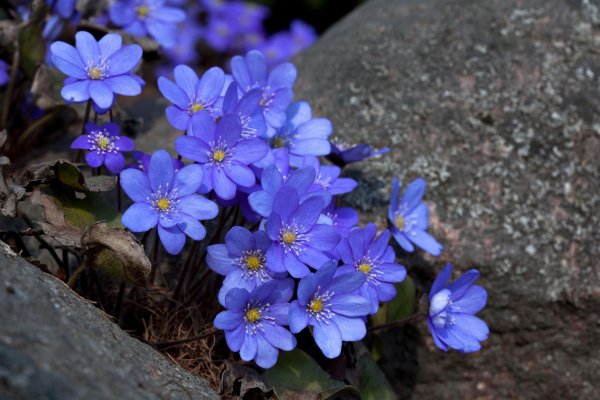 Печёночница обыкновенная