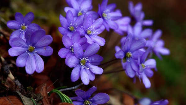 Перелеска печеночница