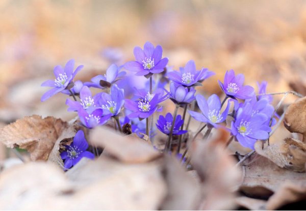Перелеска печеночница