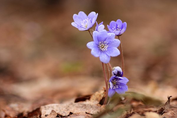 Печёночница обыкновенная