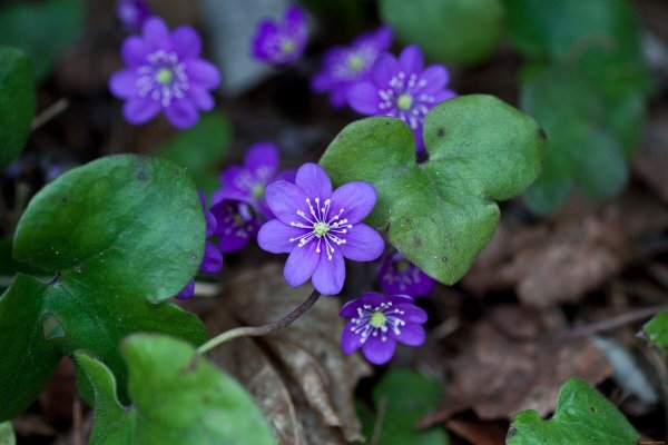 Первоцвет печеночница