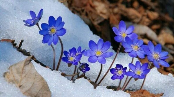 Печёночница ранней весной