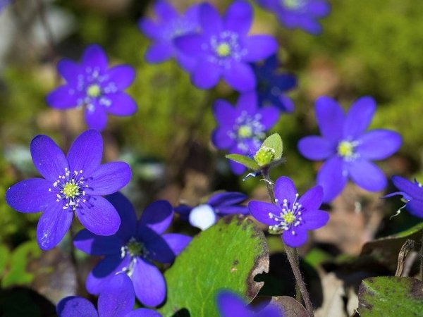 Перелеска печеночница