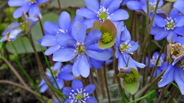 Печёночница обыкновенная