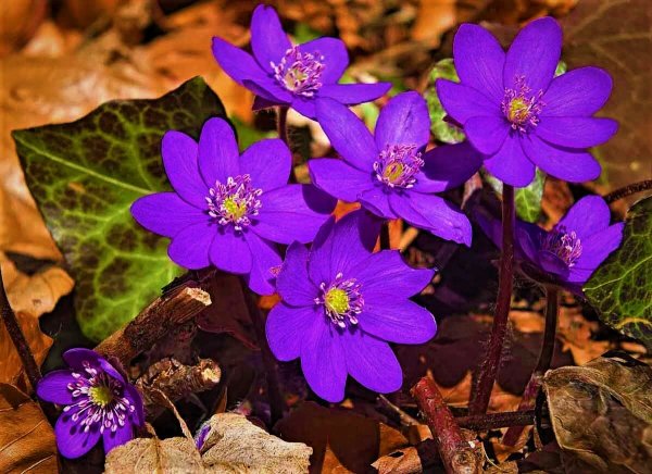 Печеночницы благородлная