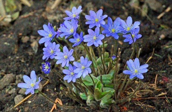 Первоцвет печеночница