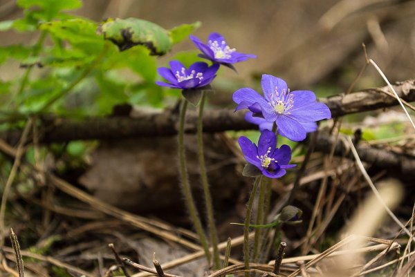 Синие подснежники печеночница