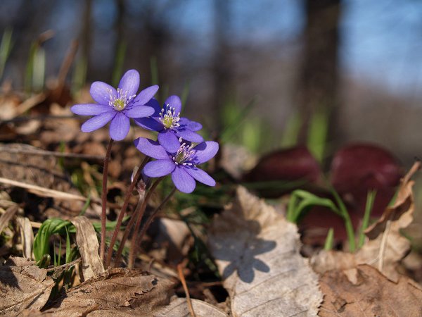 Печеночница благородная голубая