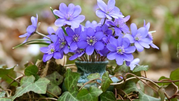 Печеночница азиатская