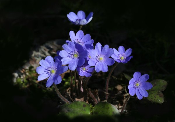 Печёночница обыкновенная