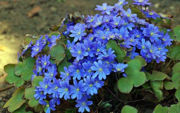 Печеночница (перелеска) обыкновенная