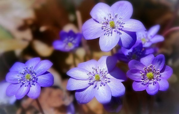 Печеночница благородная pleno