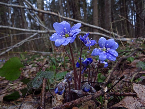 Печеночница благородная (hepatica Nobilis)