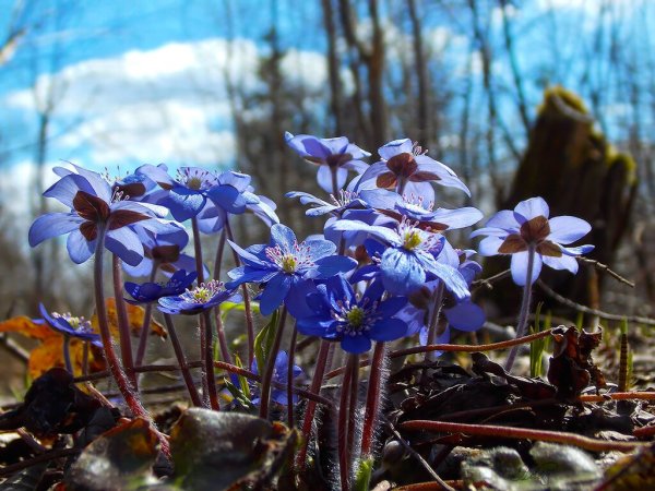 Печеночница благородная (перелеска)