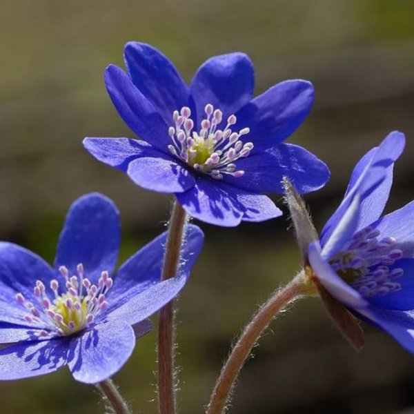 Подснежник печеночница