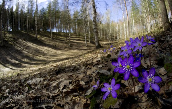 Печёночница благородная Ботаническая иллюстрация