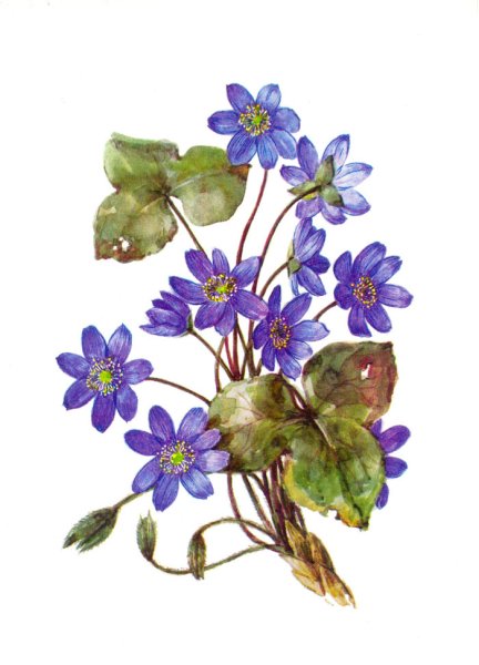 Печеночница hepatica Nobilis