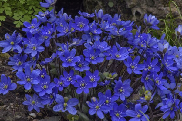 Перелеска печеночница