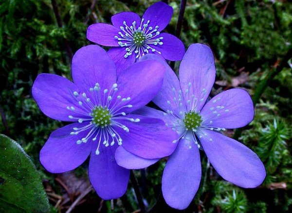 Анемоны ветреница, печеночница