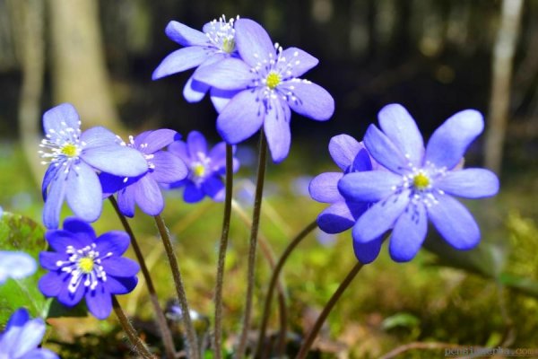 Печеночница трансильванская