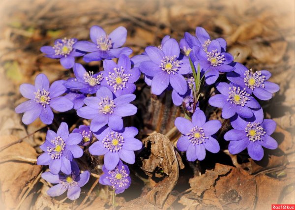 Печеночница (перелеска) обыкновенная