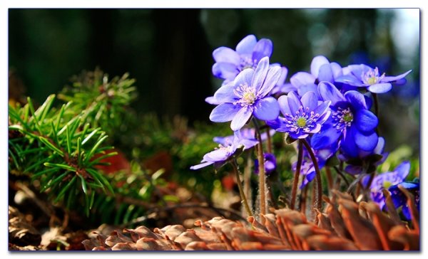 Печеночница Пиренейская