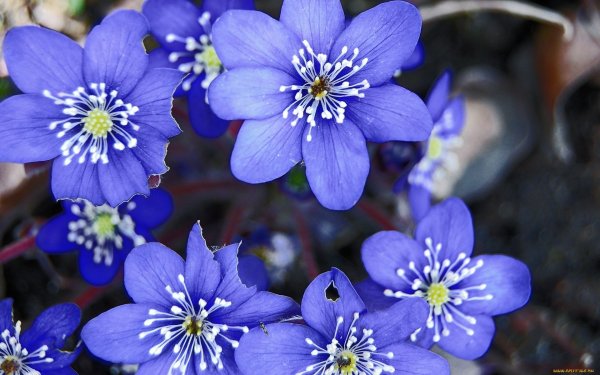 Печеночница благородная (пролеска)