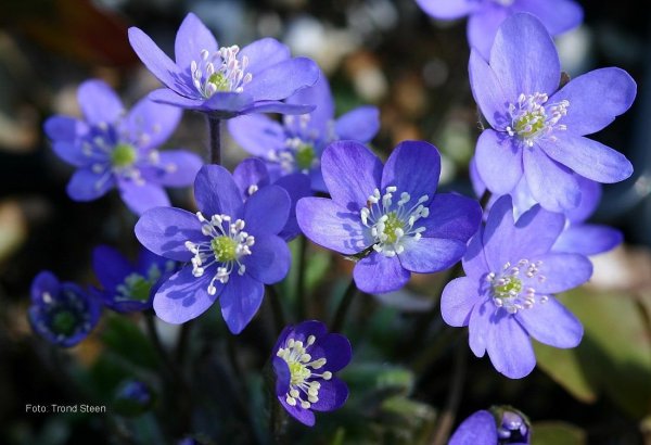 Печеночница трехлопастная