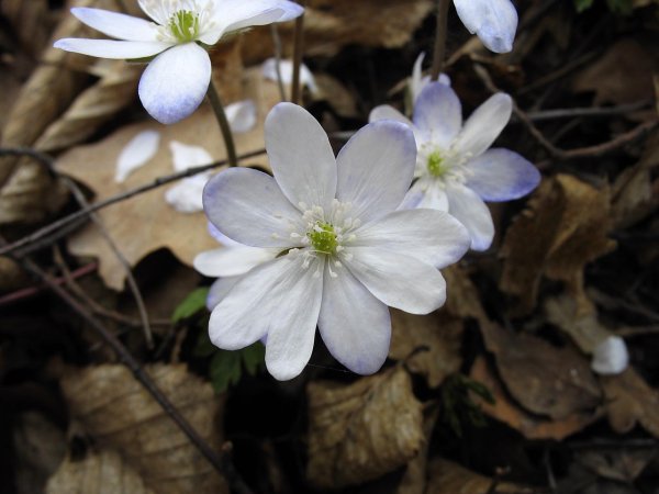 Перелеска печеночница