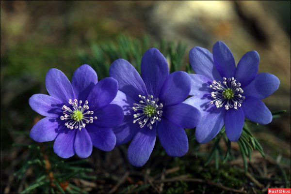 Печёночница обыкновенная