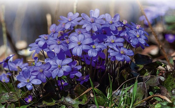 Печёноночница благородная