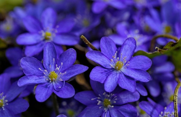 Печёночница обыкновенная