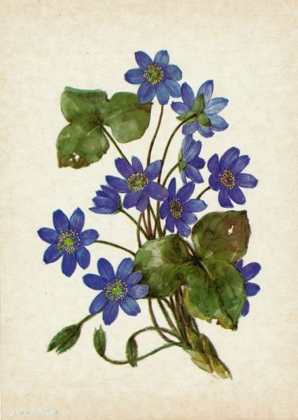 Печёночница обыкновенная