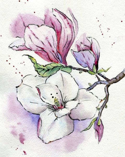 Скетчинг Магнолия