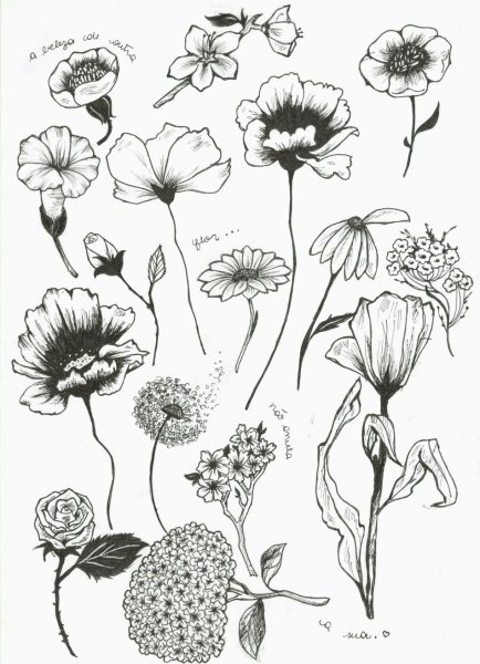 Цветы скетч
