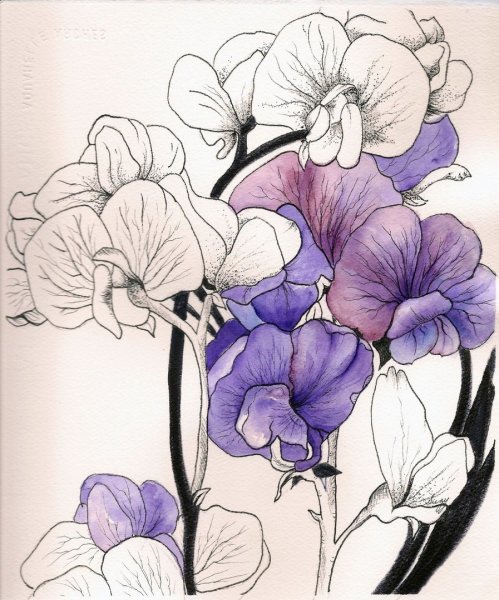 Цветы скетч