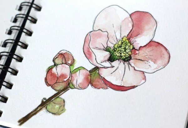 Цветы акварелью для скетчбука