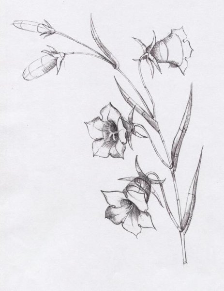 Растения карандашом