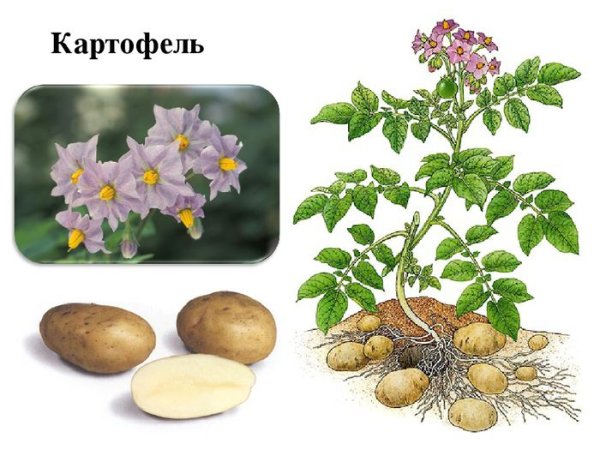 Картофель клубненосный