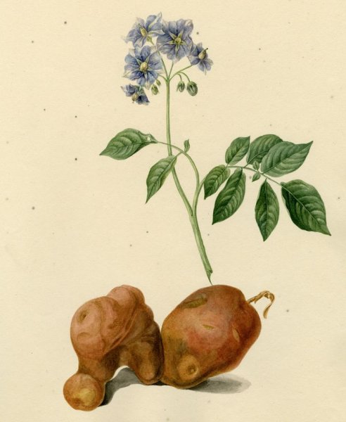 Паслен клубненосный