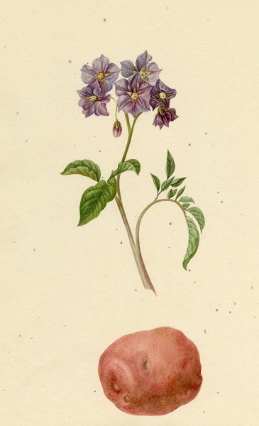 Картофель Ботанический рисунок