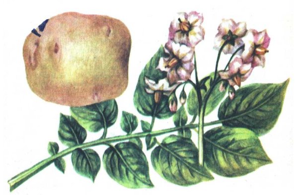 Цветочки картофеля