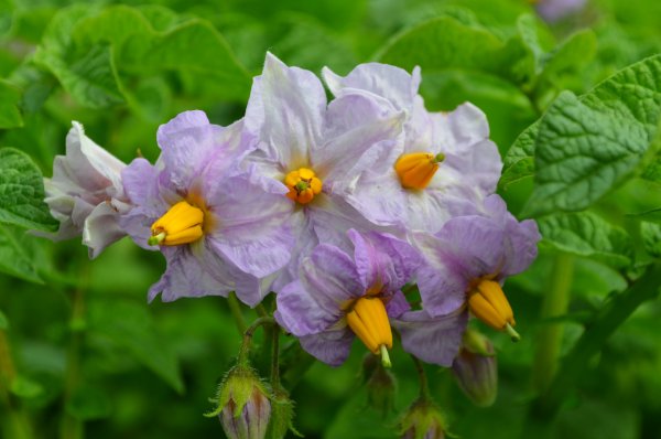 Картофель цветет